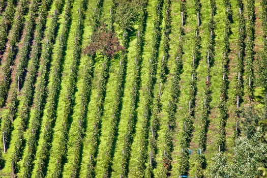 Green hill vineyard aerial view, Croatia