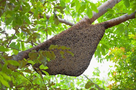 Large natural beehive hanging from a tree