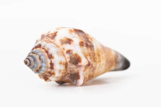 Sea shell, isolated on white background.