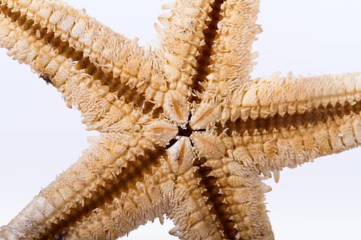 Starfish, isolated on white background.