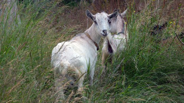 free two goats to graze on the farm