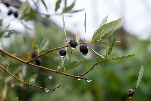 black olives still on the branch in Liguria, Italy