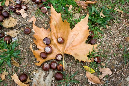 Chestnuts with leaves in park