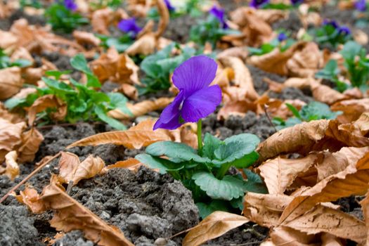 Isolated pansy with autumn leaves in background