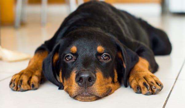 A cute young rottweiler puppy tired out
