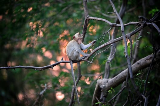 Monkey wild animal sitting on tree with sunset background