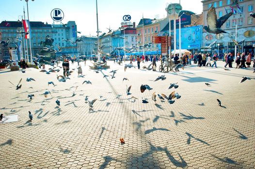 Zagreb, Croatia - October 03, 2013: Flock of pigeon at Ban Jelacic Square, the central square of the city. The oldest standing building here was built in 1827.
