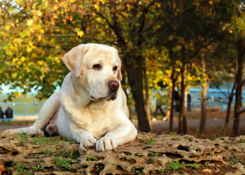 yellow labrador in the park in autumn