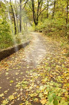 Autumn avenue of maples is flooded with sunlight