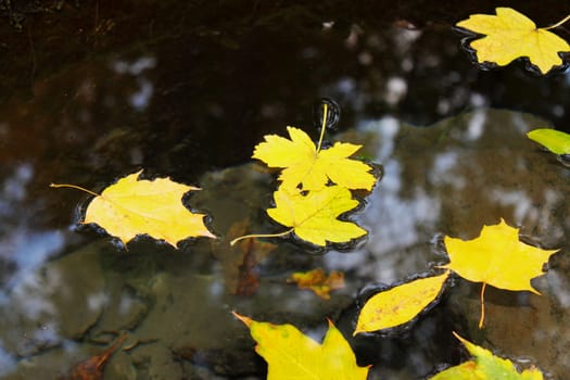 autumn yellow leaves floating in the water