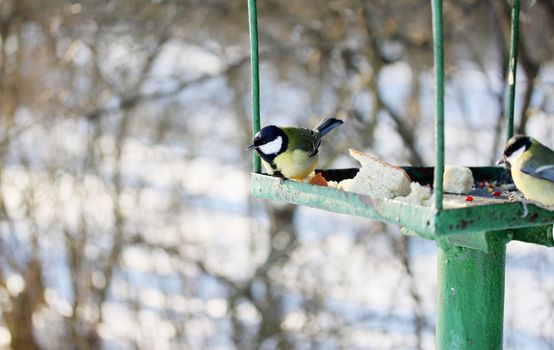  Feeder for wild birds in the park