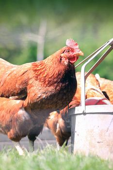 A side on view of a brown hen at a metal water trough set against a green background. Set on a portrait format with copy space available.