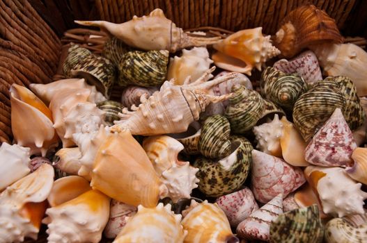 Basket with seashells for sale.