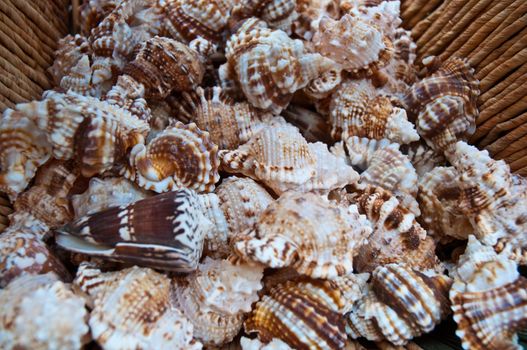 Basket with seashells for sale.