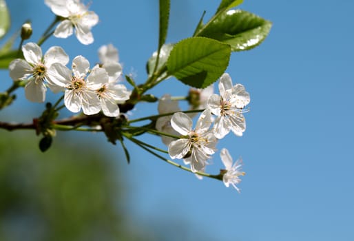 Cherry flowers on a background of leaves and sky