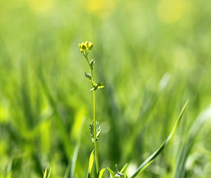 Beautiful flower on the background of a beautiful green background