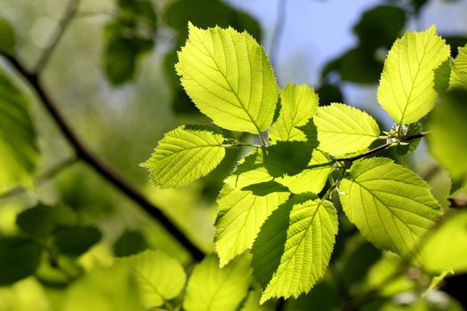 Spring leaves on a tree against the sky