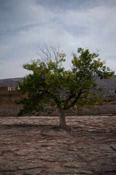 An old tree on the ruins of the old palace Knossos. The island of Crete. Greece.