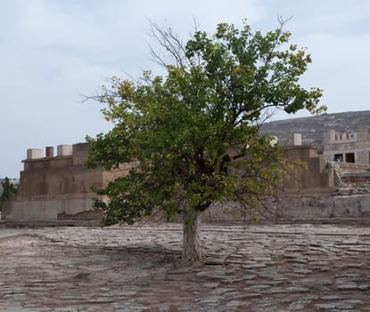 An old tree on the ruins of the old palace Knossos. The island of Crete. Greece.