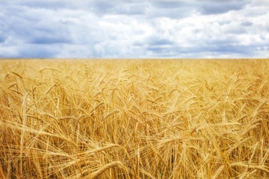 Wheat field and blue sky