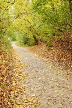 Autumn maple alley in the forest with falling leaves