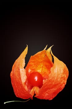 glowing bright orange physalis on a black background