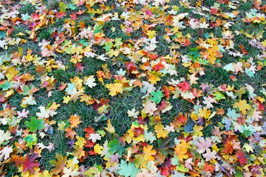 Multi-colored maple leaves lying on the lawn