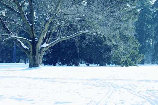 Big old tree, winter sunny landscape, tinted