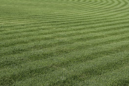 Green grass with a stripped pattern cut.