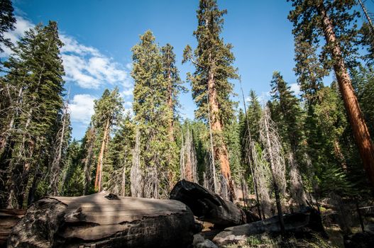 Yosemite view into forest on a sunny day