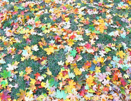 Autumnal of foliage of maple on the green lawn