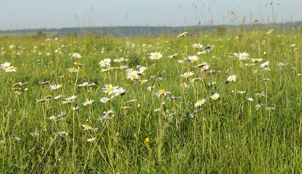 Blooming beautiful camomile field in the morning