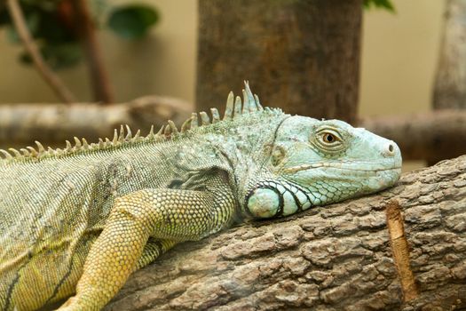 Green iguana lizard portrait between trees.