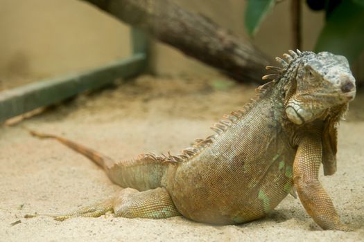 Green iguana lizard on sand and looking.