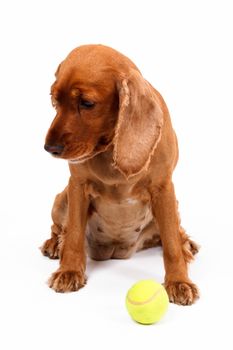 English cocker spaniel dog sitting with ball, isolated on white background.