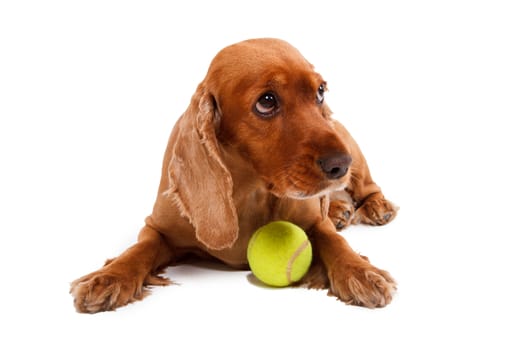 English cocker spaniel dog lying with ball, isolated on white background.