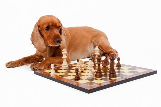 English cocker spaniel dog playing chess, isolated on white background.