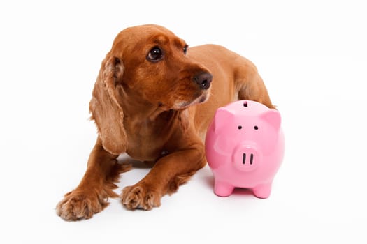 English cocker spaniel dog and pink piggy bank, isolated on white background.