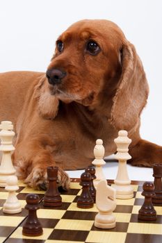 English cocker spaniel dog playing chess, isolated on white background.