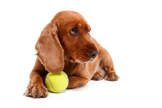 English cocker spaniel dog lying with ball, isolated on white background.