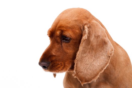 Portrait of sad English cocker spaniel dog looking up, isolated on white background.