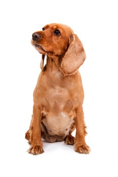 English cocker spaniel dog sitting, isolated on white background.