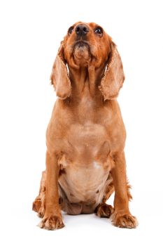 English cocker spaniel dog sitting and looking up, isolated on white background.