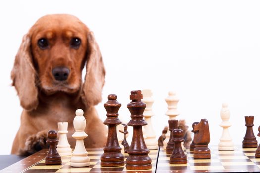English cocker spaniel dog playing chess, isolated on white background.