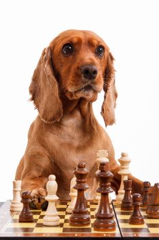 English cocker spaniel dog playing chess, isolated on white background.