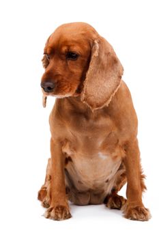 English cocker spaniel dog sitting, isolated on white background.