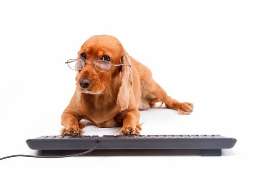 English cocker spaniel dog typing keyboard with its pathies, isolated on white background.