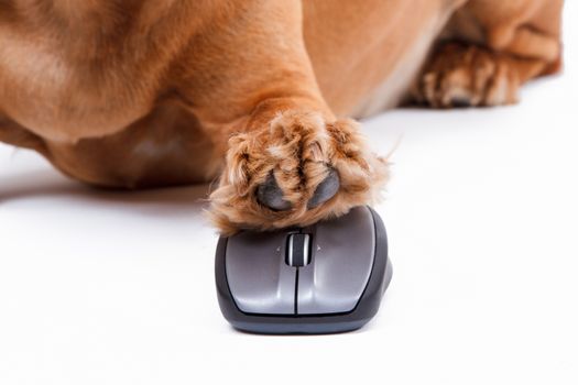 English cocker spaniel dog using computer mouse with its pathy, isolated on white background.