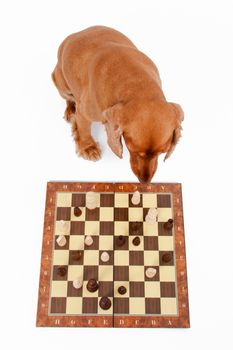 English cocker spaniel dog playing chess, isolated on white background.