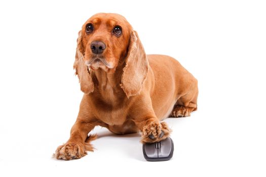 English cocker spaniel dog using computer mouse carefully, isolated on white background.